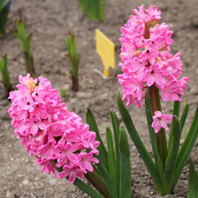 Гиацинт Ред Меджик Гиацинт Ред Меджик фото