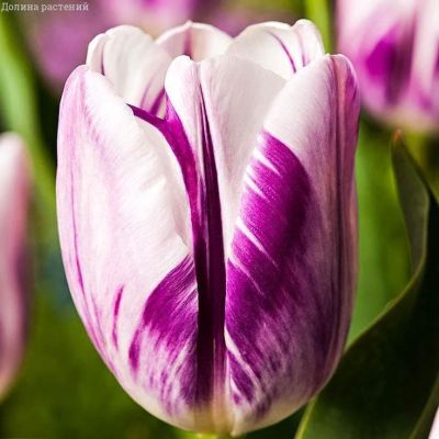 Тюльпан Фламинг Флаг Тюльпан Фламинг Флаг фото