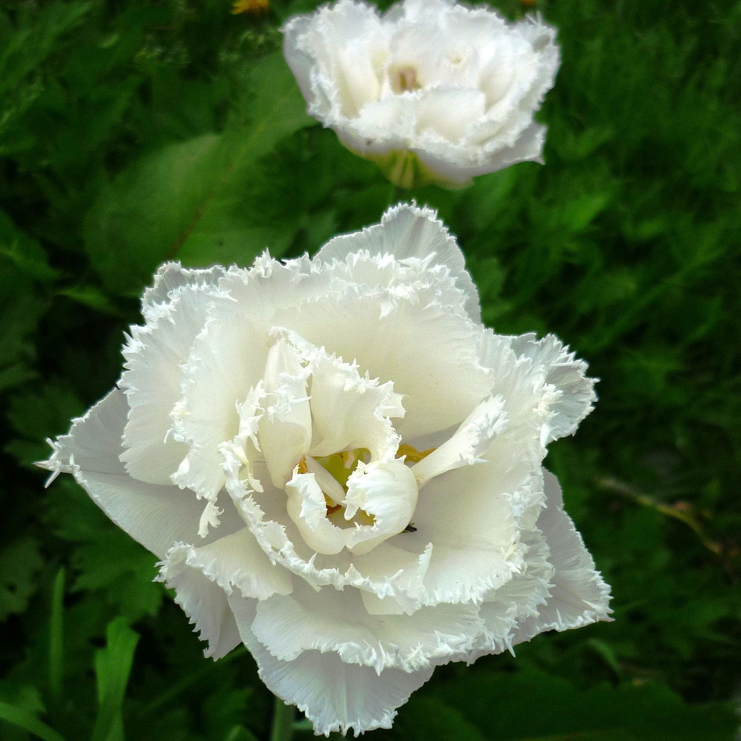 Тюльпан Сноу Кристалл Тюльпан Сноу Кристалл фото