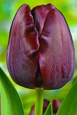 Тюльпан Квин оф Найт Тюльпан Квин оф Найт фото