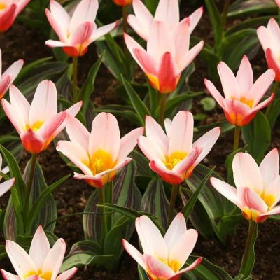 Тюльпан Хертс Делайт Тюльпан Хертс Делайт фото