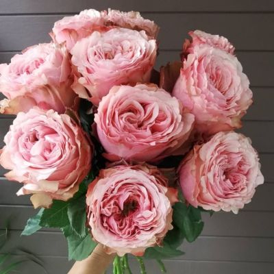 Роза Белиз Роза Белиз - Dolina-Sad.Ru