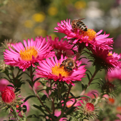 Астра кустарниковая Дженни фото