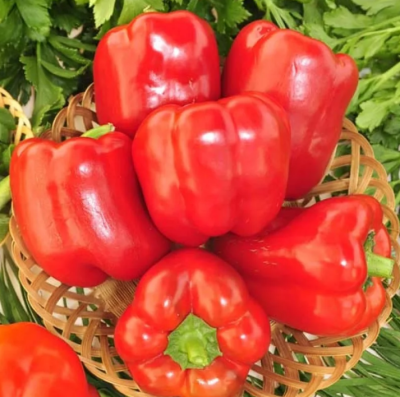 Перец Калифорнийское чудо фото