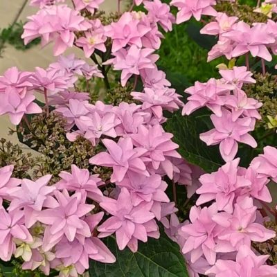 Гортензия крупнолистная Флориа - Dolina-Sad.Ru