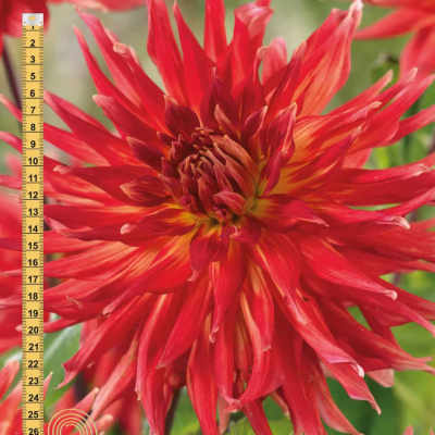 Георгина Марта Георгина Марта фото