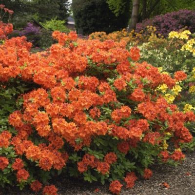 Азалия Гибралтар Азалия Гибралтар фото