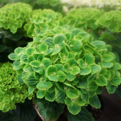 Гортензия крупнолистная Мэджикал Грин Клауд - Dolina-Sad.Ru