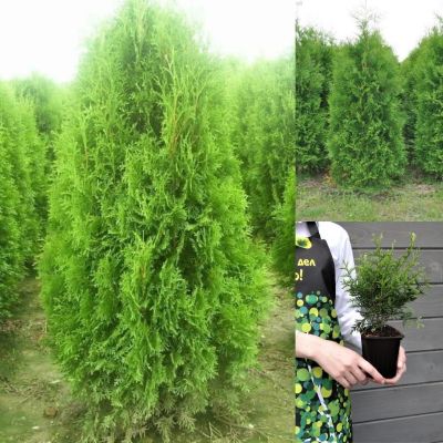 Комплект саженцев Туи Брабант Комплект саженцев Туи Брабант - Dolina-Sad.Ru