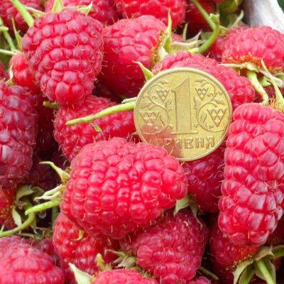 Малина Полана (супер ремонтантная) фото