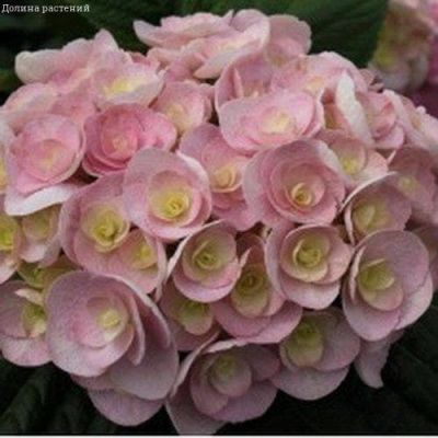 Гортензия крупнолистная Лав Гортензия крупнолистная Лав фото