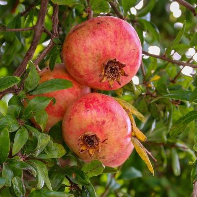 Гранат Восточный - Dolina-Sad.Ru