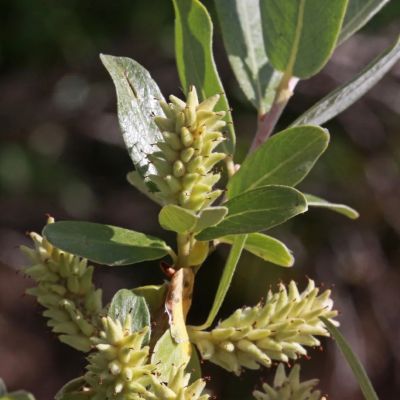 Ива дальневосточная Ива дальневосточная - Dolina-Sad.Ru