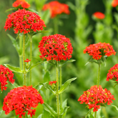 Лобелия сифилитическая Ред Лобелия сифилитическая Ред фото