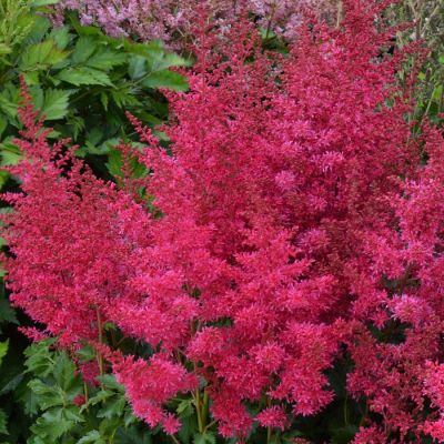 Астильба Арендса Хэви Метал Астильба Арендса Хэви Метал - Dolina-Sad.Ru