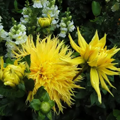 Георгина Энкор Георгина Энкор фото