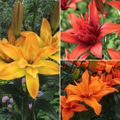 Комплект махровых лилий Мальта Комплект махровых лилий Мальта - Dolina-Sad.Ru