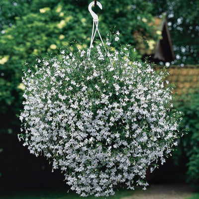 Лобелия Ривьера Белая Лобелия Ривьера Белая - Dolina-Sad.Ru