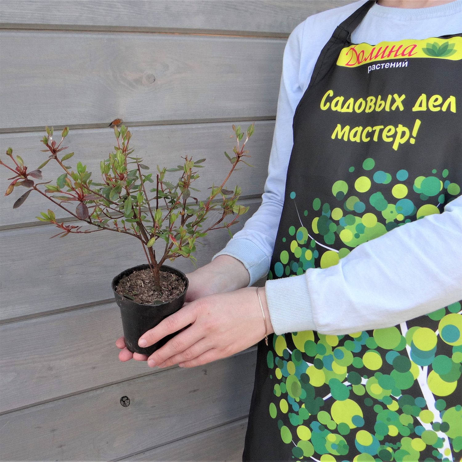 Рододендрон Амоенум Рододендрон Амоенум фото