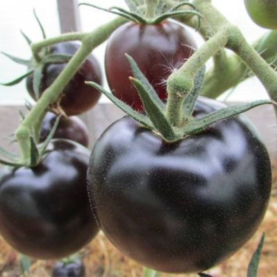 Томат Голубая лагуна, серия Юбилейный Томат Голубая лагуна, серия Юбилейный - Dolina-Sad.Ru