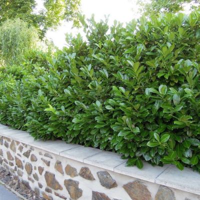 Лавровишня обыкновенная Полстер - Dolina-Sad.Ru