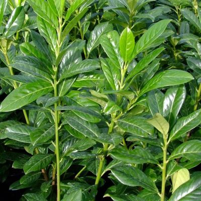 Лавровишня обыкновенная Полстер - Dolina-Sad.Ru