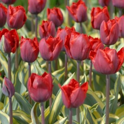 Тюльпан Криспи десижн Тюльпан Криспи десижн фото