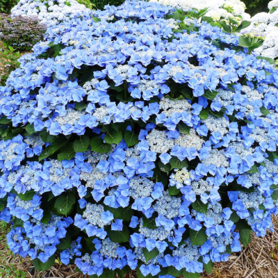 Гортензия крупнолистная Теллер Блю Гортензия крупнолистная Теллер Блю фото
