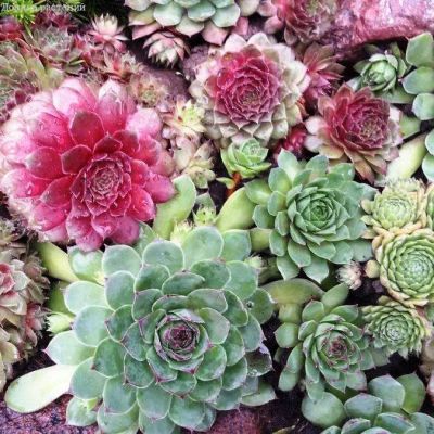 Молодило Каменная Роза Молодило Каменная Роза фото