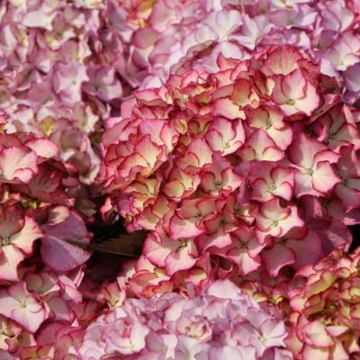 Гортензия крупнолистная Адула Гортензия крупнолистная Адула - Dolina-Sad.Ru