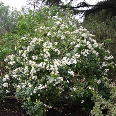 Шуазия тройчатая Мэджикал Аваланш Шуазия тройчатая Мэджикал Аваланш - Dolina-Sad.Ru