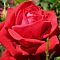 Роза Кардинал Роза Кардинал - Dolina-Sad.Ru