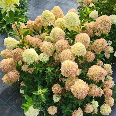 Гортензия метельчатая Коттон Крим, С3 - Dolina-Sad.Ru