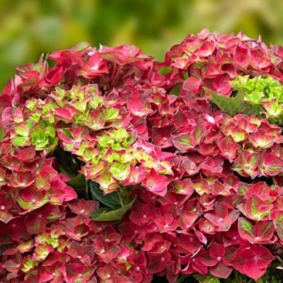 Гортензия крупнолистная Нингбо Гортензия крупнолистная Нингбо - Dolina-Sad.Ru