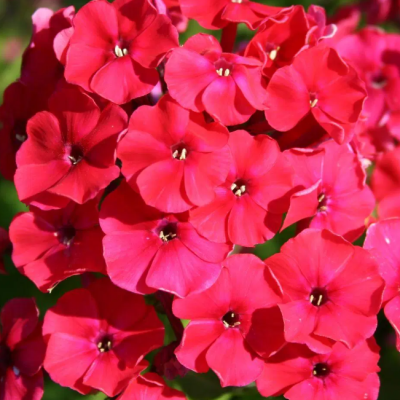 Флокс метельчатый Пикок Черри Рэд Флокс метельчатый Пикок Черри Рэд фото