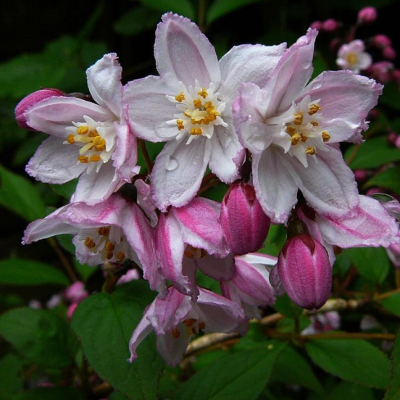 Дейция гибридная Меджисен Дейция гибридная Меджисен фото