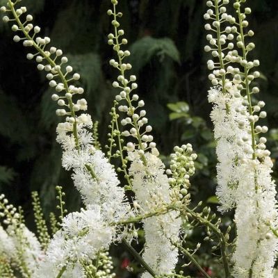 Воронец кистевидная кордифолия Воронец кистевидная кордифолия - Dolina-Sad.Ru