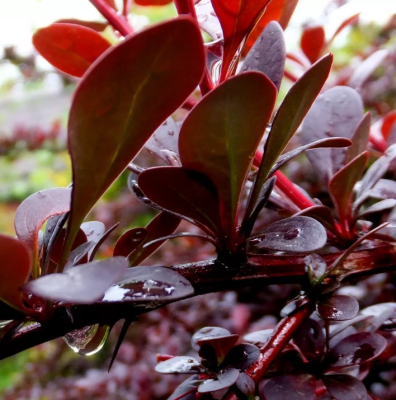 Барбарис Тунберга «Атропурпуреа» Барбарис Тунберга «Атропурпуреа» фото