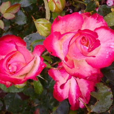 Роза Роз Гожар Роза Роз Гожар - Dolina-Sad.Ru