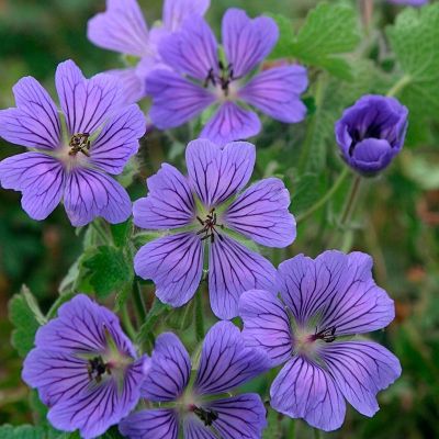 Герань Филипп Ваппель - Dolina-Sad.Ru