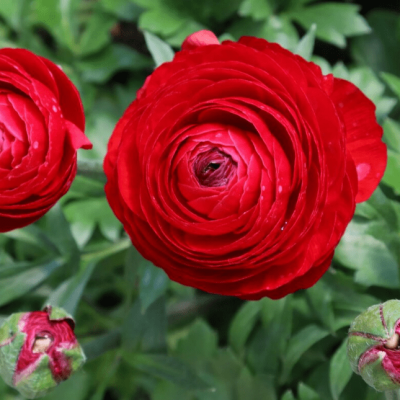 Ранункулюс Ред Ранункулюс Ред фото