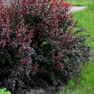 Барбарис Тунберга Дартс Ред Леди Барбарис Тунберга Дартс Ред Леди фото