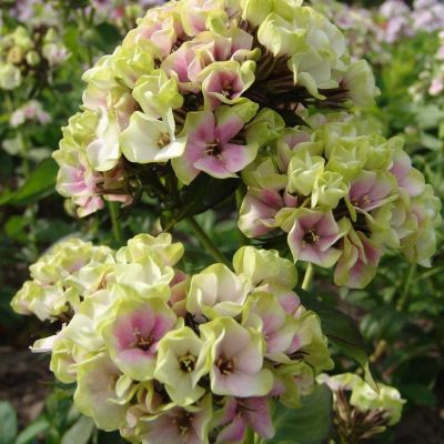 Флокс метельчатый Щербет Бленд - Dolina-Sad.Ru