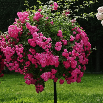 Роза штамбовая Топкапи фото