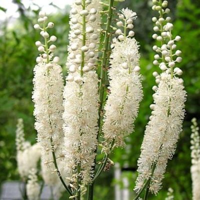 Цимицифуга сердцелистная , C1 Цимицифуга сердцелистная , C1 фото