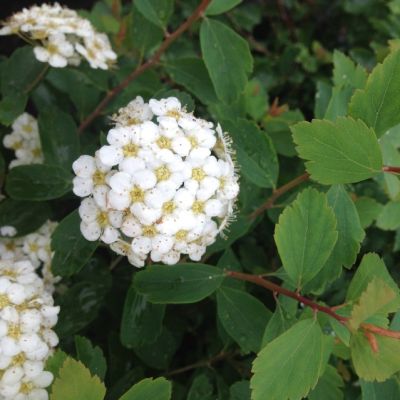 Спирея Вангутта фото