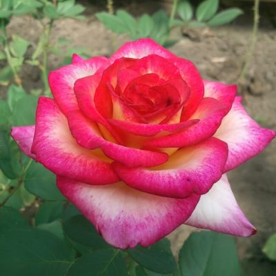 Роза Амазонка Роза Амазонка - Dolina-Sad.Ru