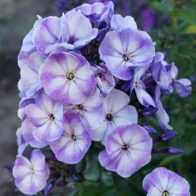 Флокс метельчатый Юник Олд Блю - Dolina-Sad.Ru