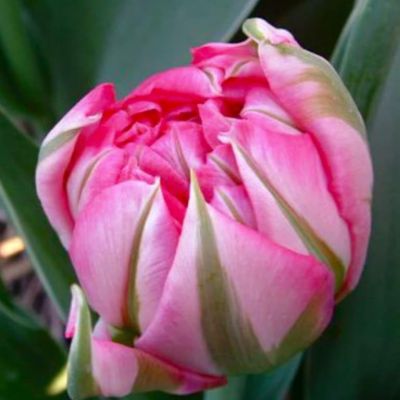 Тюльпан Флеш Поинт фото