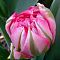 Тюльпан Флеш Поинт фото